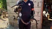 Hatay sokaklarında yılan paniği