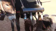 Şanlıurfa’da kuzular çoban yerine eşeği takip ediyor