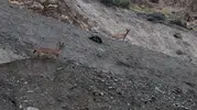 Hakkari yolunda nadir misafirler trafiği durdurdu