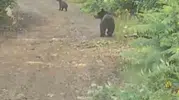 Karabük ormanlarında ayılarla burun buruna geldiler