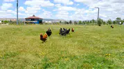 Sivas kampüsünde kene avcıları iş başında