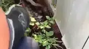 Hatayda yılanlar evlere girmeye başladı