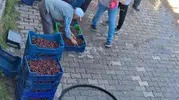 Tarlada 20, tezgahta 200 lira: Üreticinin alın teri dalında çürüyor