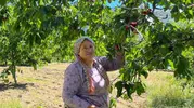 Avrupa’nın sofrasına giden Andırın kirazı dalından toplandı