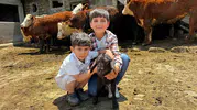 Ağrı'da hayvancılık atağı Angus ve Hereford düveler üreticiye teslim edildi