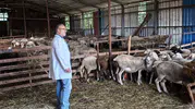 Kocaeli’de hayvancılık desteği sahada denetleniyor