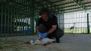 Van'da yaban hayatının kreş dönemi sona erdi