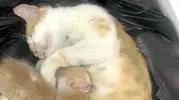 Siverek’te anne kedi sığınacak yer olarak vakıf binasını seçti