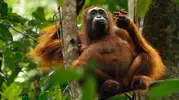Orangutanlar doğadaki eczaneyi keşfetti