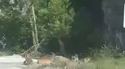 Malatya’da sürü halinde yola inen yaban keçileri kameraya yansıdı