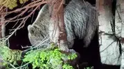 Uludağ’ın zirvesinden yerleşim yerine dev ziyaretçi
