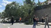 Eskişehir Kütahya yolunda dev kavak trafiği kesti