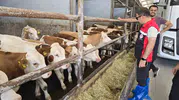 Orhaneli hayvancılığı için uzmanlar sahaya indi