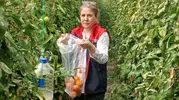 Söke tarlalarında domatesler laboratuvar kontrolünden geçiyor