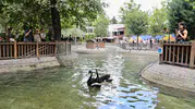 Ankara Kuğulu Park’ın yeni sakinleri görücüye çıktı