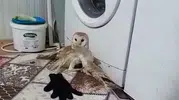 Adıyaman'da bulunan yaralı peçeli baykuş korumaya alındı