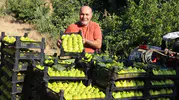 Manisa’da yediveren incirinde sezonun ilk yarısı bitiyor