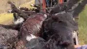 Isparta'da yayla felaketi Yıldırım düşen sürüden geriye 50 keçi kaldı