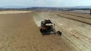 Çorum çiftçisi kanola ile tarlada yüksek verimi yakaladı
