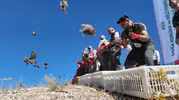 Kilis Ravanda Kalesi çevresine binlerce kınalı keklik bırakıldı