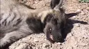 Şanlıurfa’da nadir görülen çizgili sırtlan arazide ölü bulundu