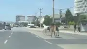 Bursa trafiğinde at paniği