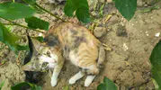 Burhaniye’de borunun içine hapsolan iki kedi kurtarıldı