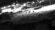 Ardahan’da gece vakti köy sokaklarını domuz sürüsü bastı
