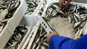 İzmir balık halinde kaçak av operasyonu