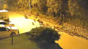 Bursa'nın merkezinde gece vakti domuz sürüsü paniği
