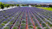 Kayseri'de mor renkli Erciyes manzaralı lavanta keyfi
