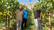 Manisa Sarıgöl’de erkenci üzüm hasadı başladı
