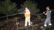 Kırıkkale'de bir kuş orman yangınına neden oldu?