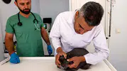 Evcil hayvanlarda kene ve pire alarmı