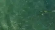 Erdek'te boğulan kişiyi dron operatörü kurtardı