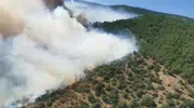 Yalova ormanlarında çıkan yangın ekipleri harekete geçirdi