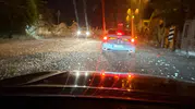 Sakarya’da milyonlarca kelebek ışıklara kapılıp telef oldu