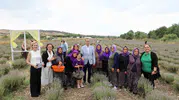 Büyükçekmece’de mor renkli lavanta hasadı başladı