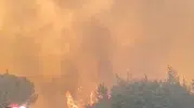 Susurluk'ta orman yangını evlere yaklaştı