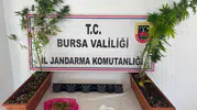 Bursa jandarmasından üç ilçede eş zamanlı uyuşturucu baskını