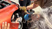 Söke'de tampona sıkışan yavru köpek için seferberlik