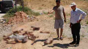 Gaziantep yolunda ürküten görüntü At kafatasları bulundu