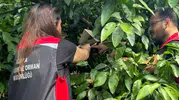 Adana bahçelerini istila eden sinek için seferberlik başladı