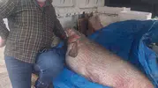 Fırat Nehri'nde dev av 130 kiloluk turna balığı tezgaha sığmadı
