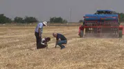 Şanlıurfa çiftçisi tarlayı sürmeden daha çok kazanıyor