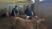 Aydıntepe köylerinde buzağılar için sağlık mesaisi bitti