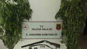 Yalova’da sera görünümlü uyuşturucu tarlasına jandarma baskını