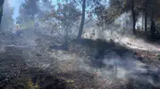 Bilecik'te ormanlık alanda korkutan yangın