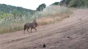 Ganos Dağları gizli yaşamı fotokapanlara yakaladı