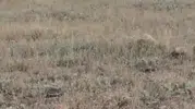 Gercüşlü çiftçilerin yeni kabusu yaban domuzu sürüsü